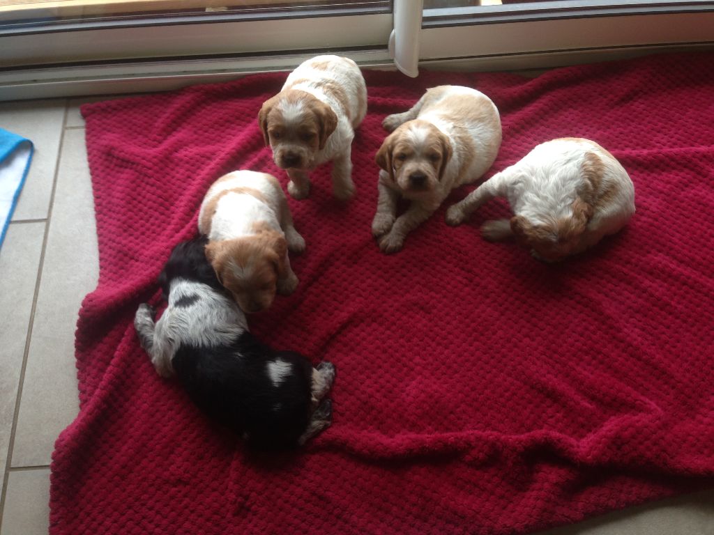 Du Bois Des Echasses - Chiot Epagneul Breton LOF